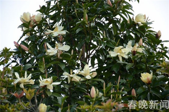 大理发现国家三级保护植物红色木莲野生种群