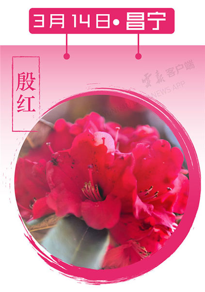 当云南春色遇到中国传统颜色 到底哪一“色”最撩你心？