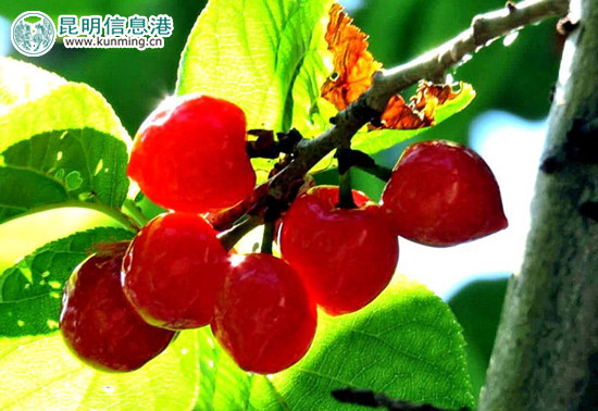 樱桃成熟了。 樱桃成熟了。