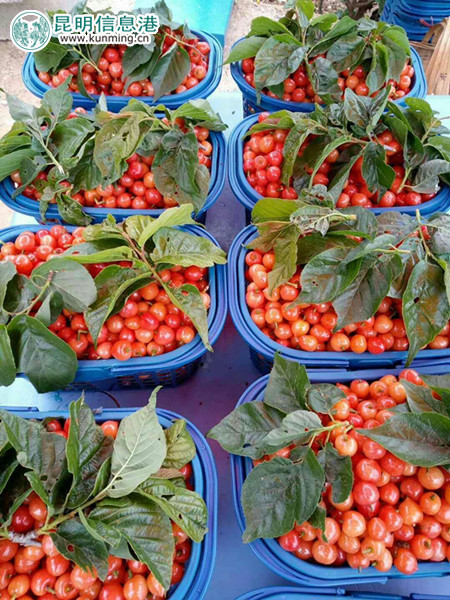 现场采摘的樱桃。 现场采摘的樱桃。