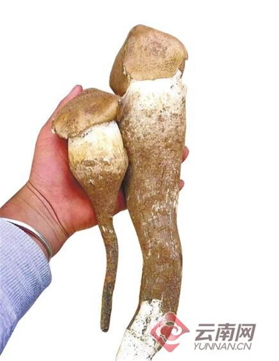 1600元/公斤 头水鸡枞高调上市 省外客商抢购头茬