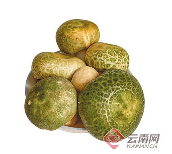 1600元/公斤 头水鸡枞高调上市 省外客商抢购头茬