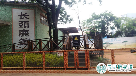 长颈鹿“海荣”之死追踪:应激反应导致窒息死亡 有望制成长颈鹿标本 长颈鹿“海荣”之死追踪:应激反应导致窒息死亡 有望制成长颈鹿标本