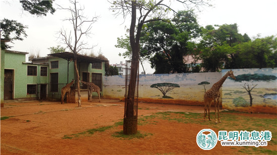 长颈鹿“海荣”之死追踪:应激反应导致窒息死亡 有望制成长颈鹿标本 长颈鹿“海荣”之死追踪:应激反应导致窒息死亡 有望制成长颈鹿标本