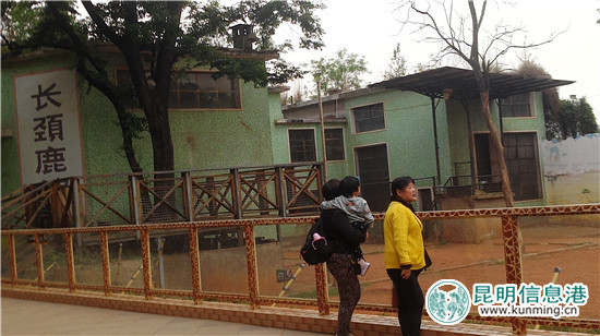 长颈鹿“海荣”之死追踪:应激反应导致窒息死亡 有望制成长颈鹿标本 长颈鹿“海荣”之死追踪:应激反应导致窒息死亡 有望制成长颈鹿标本