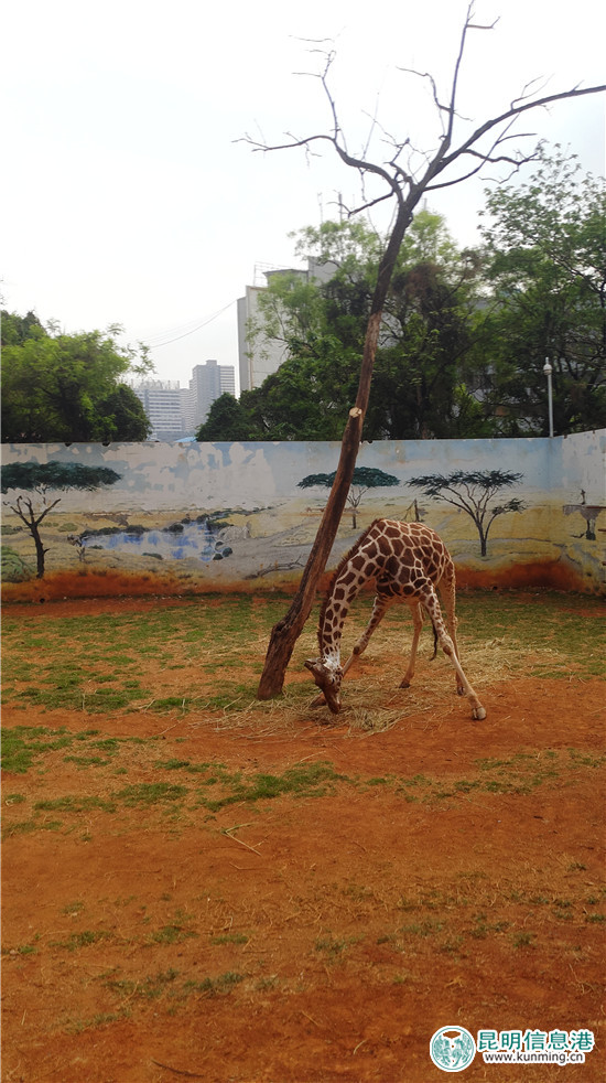 长颈鹿“海荣”之死追踪:应激反应导致窒息死亡 有望制成长颈鹿标本 长颈鹿“海荣”之死追踪:应激反应导致窒息死亡 有望制成长颈鹿标本