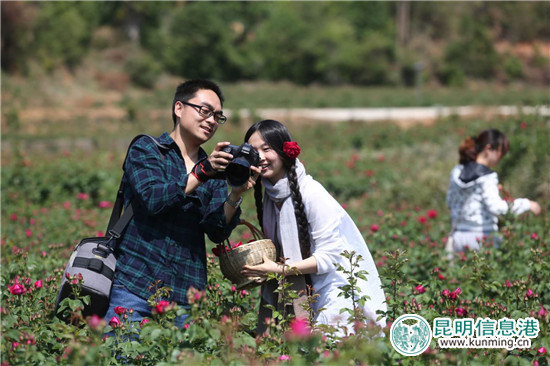 近万亩玫瑰即将盛放 安宁八街芬芳之旅4月24日启幕 近万亩玫瑰即将盛放 安宁八街芬芳之旅4月24日启幕