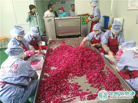 近万亩玫瑰即将盛放 安宁八街芬芳之旅4月24日启幕 近万亩玫瑰即将盛放 安宁八街芬芳之旅4月24日启幕