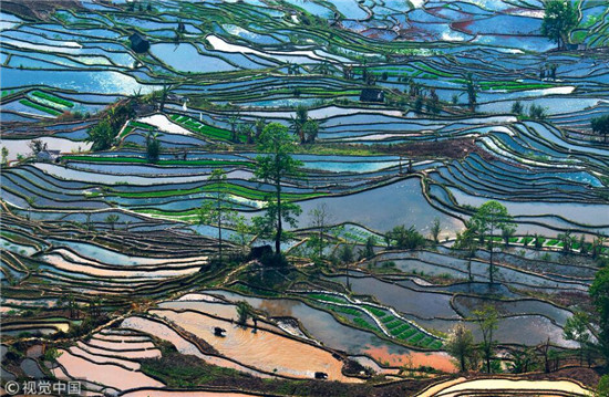 云南红河哈尼梯田