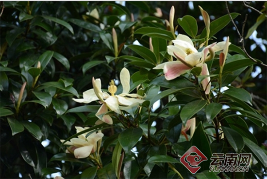 大理发现珍稀濒危植物红色木莲野生种群