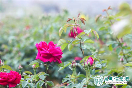 安宁八街9700亩玫瑰花热情绽放 邀你去当“采花大盗” 安宁八街9700亩玫瑰花热情绽放 邀你去当“采花大盗”