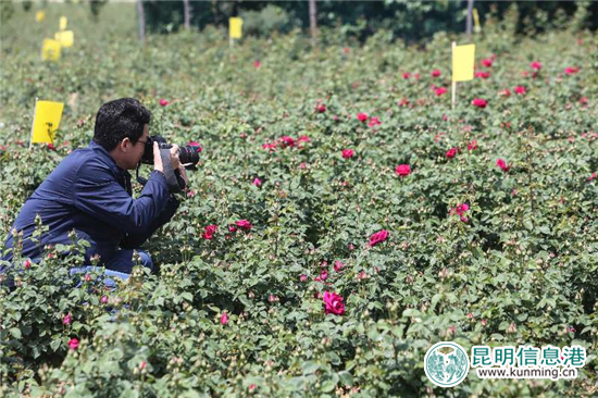 安宁八街9700亩玫瑰花热情绽放 邀你去当“采花大盗” 安宁八街9700亩玫瑰花热情绽放 邀你去当“采花大盗”