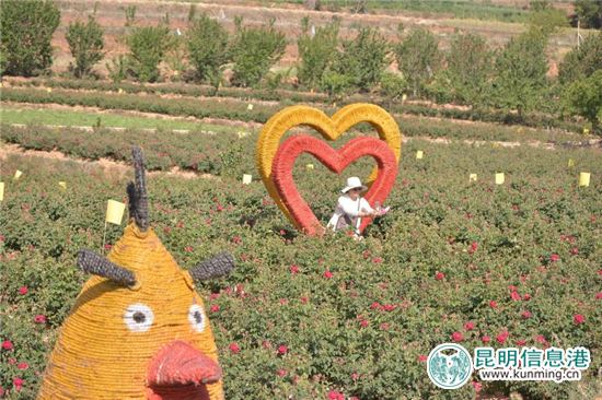 安宁八街9700亩玫瑰花热情绽放 邀你去当“采花大盗” 安宁八街9700亩玫瑰花热情绽放 邀你去当“采花大盗”