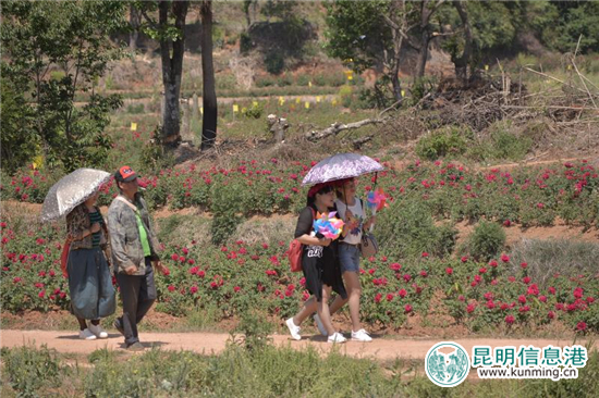 安宁八街9700亩玫瑰花热情绽放 邀你去当“采花大盗” 安宁八街9700亩玫瑰花热情绽放 邀你去当“采花大盗”