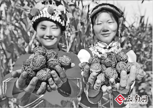 云南农业获金融产品支持 15家农企认筹5600万