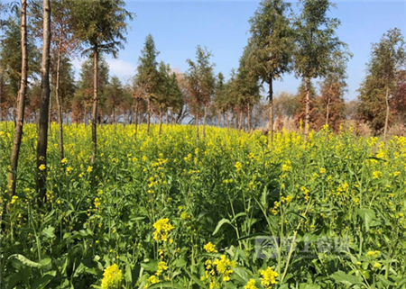 捞鱼河,郁金香,收费 捞鱼河,郁金香,收费