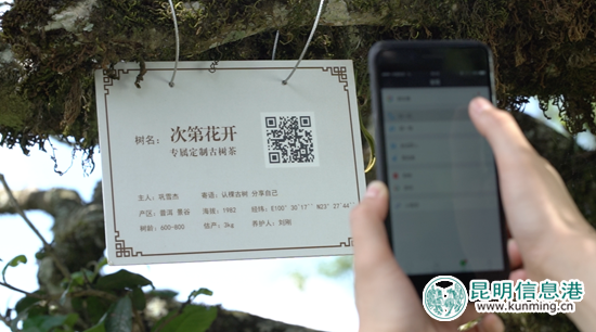 在手机上就可实现对古树的认领,一个二维码可以查看古树所有情况。 在手机上就可实现对古树的认领,一个二维码可以查看古树所有情况。