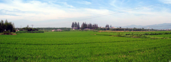 莫角山遗址全景图