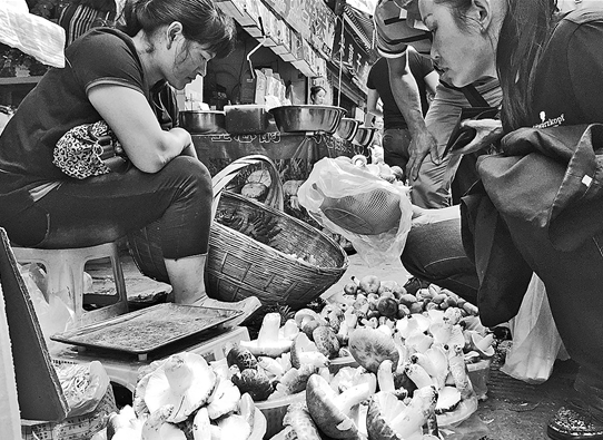 云南野生菌价格跳水 鸡枞便宜了一半多