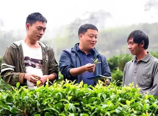 曾守福（中）和制茶师傅刘辉（左）在贫困户王友国的“爱心定制茶园”了解茶叶种植情况。资料图