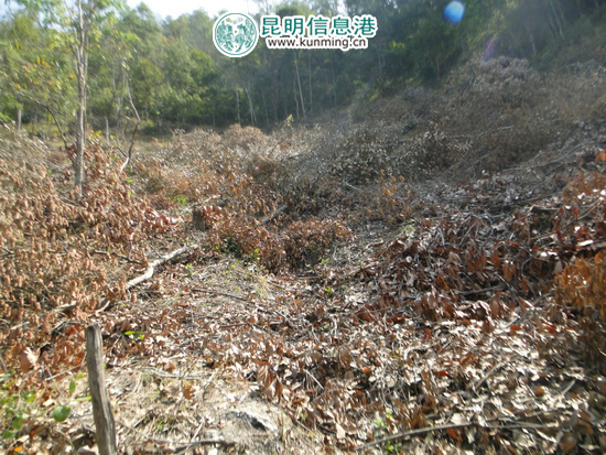 景东村民滥伐林木拒不缴纳罚款 法院成功强制执行 景东村民滥伐林木拒不缴纳罚款 法院成功强制执行