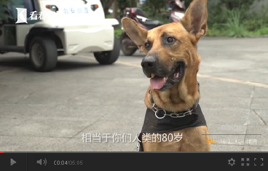 警犬养老院