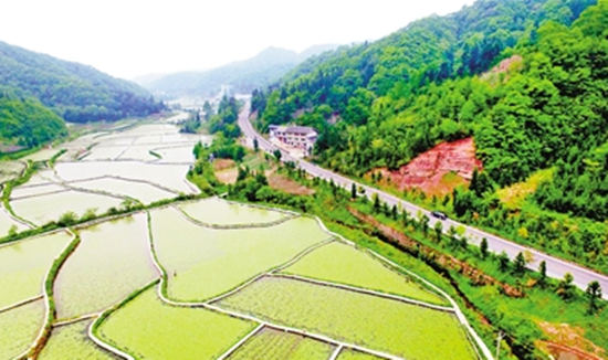 冷黄路莼菜观光园