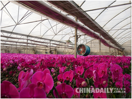 天然气供暖的蝴蝶兰温室大棚 李雪晴/摄