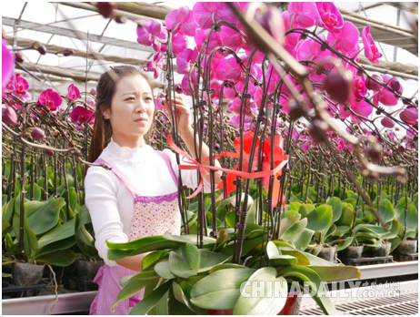 实习生王红在蝴蝶兰大棚中工作 李雪晴/摄