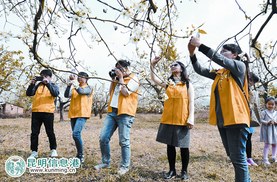 安宁八街梨园。 安宁八街梨园。