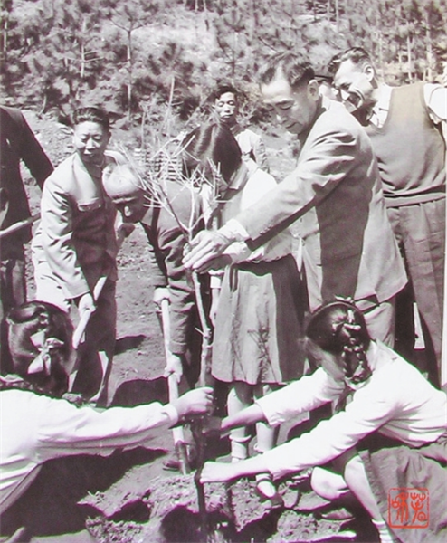 周恩来在昆明海口林场种植油橄榄。 周恩来在昆明海口林场种植油橄榄。