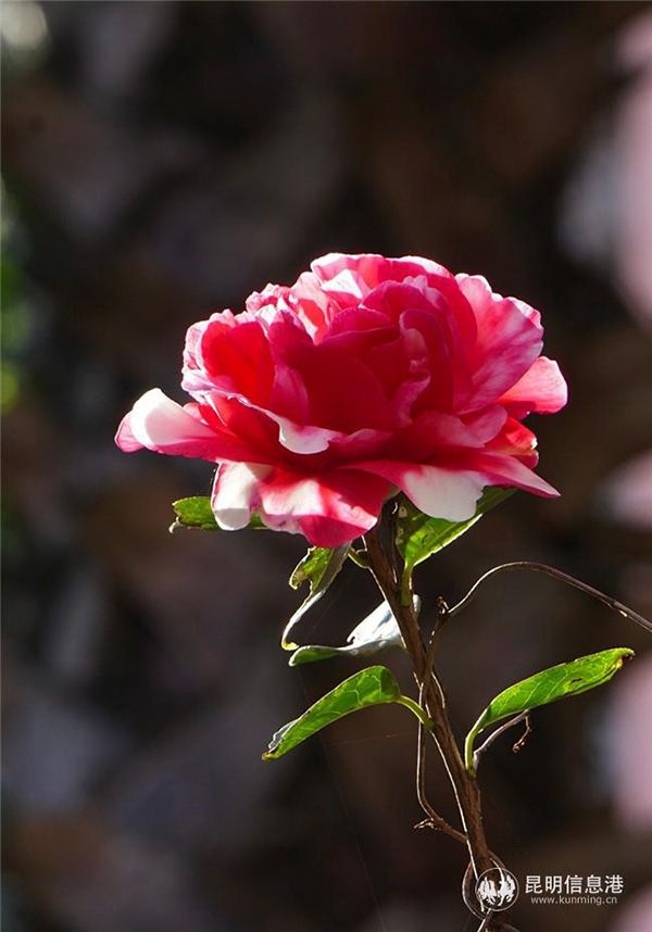 Camellia. Photo Yunfang