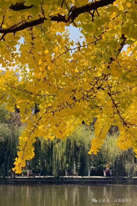 翠湖2 云南春天礼