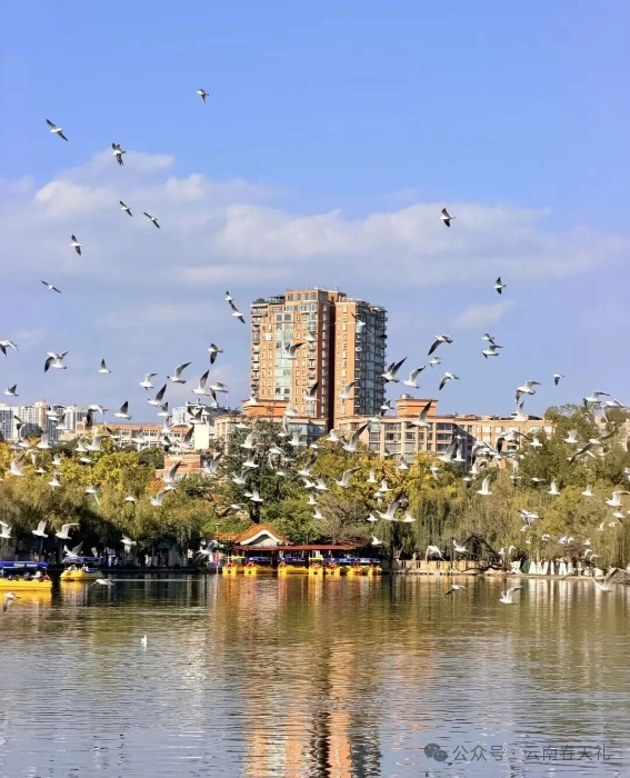 翠湖1 云南春天礼