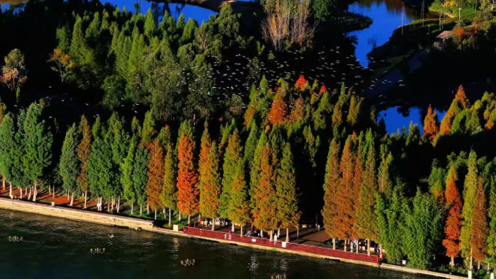 海洪湿地1 文旅云南