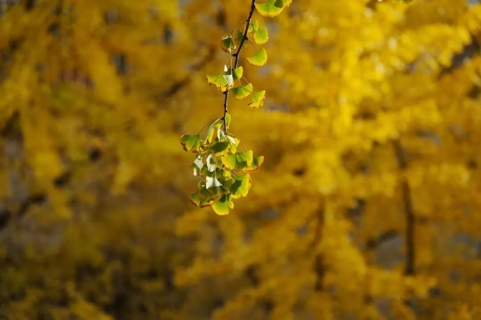 文林街 非常文林