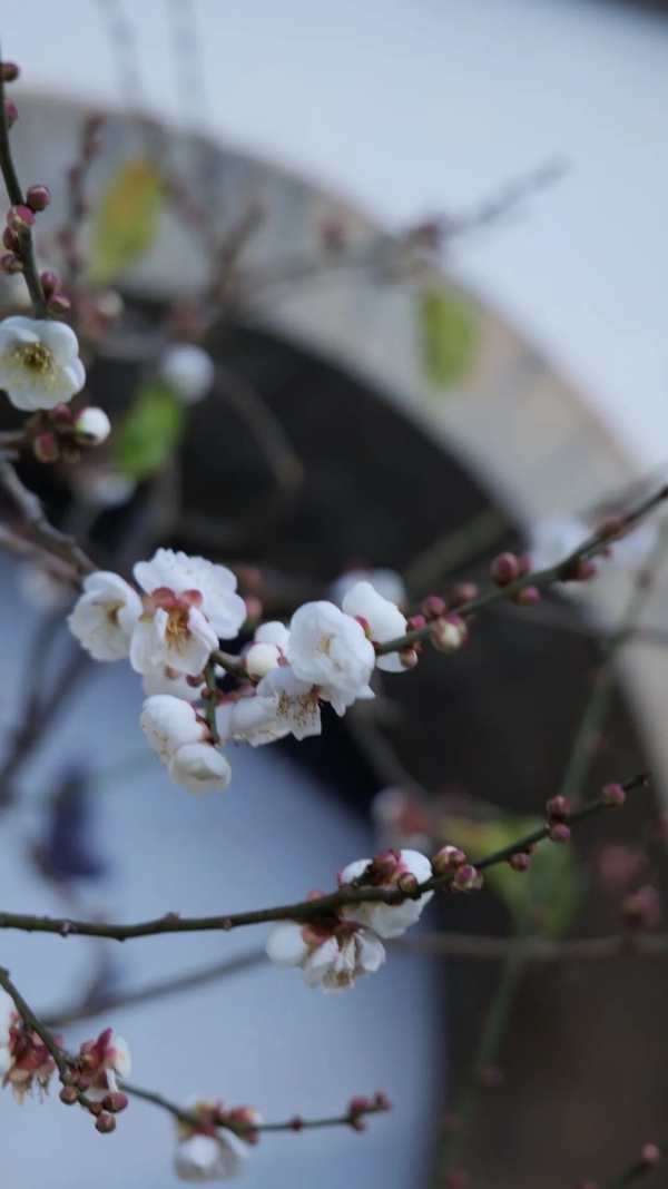 黑龙潭 梅花 近的景 黑龙潭 梅花 近的景