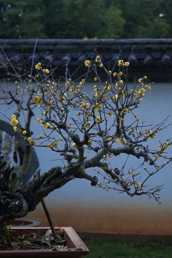 黑龙潭 梅花 黑龙潭 梅花