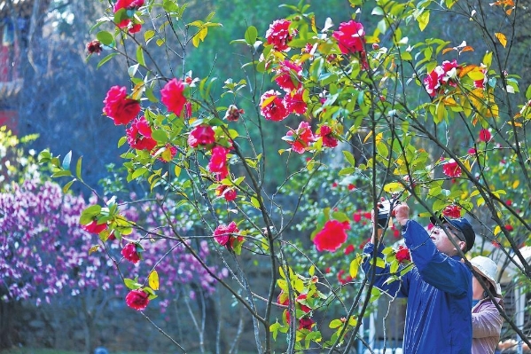 金殿山茶花 金殿山茶花