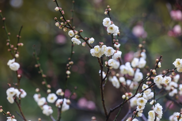 3f92f9bd6bc443f89b63b7b0c9e228b8