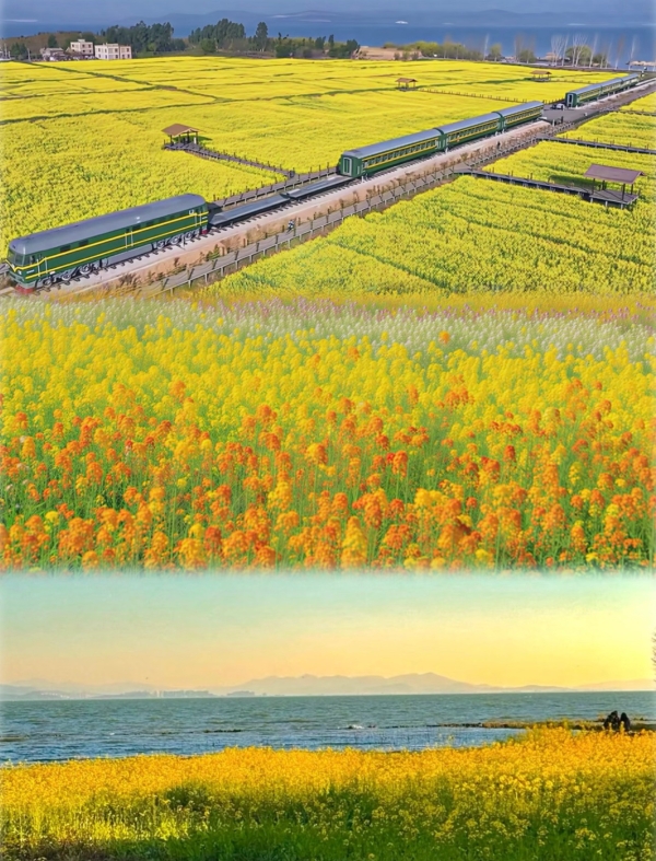 油菜花jpg 油菜花jpg