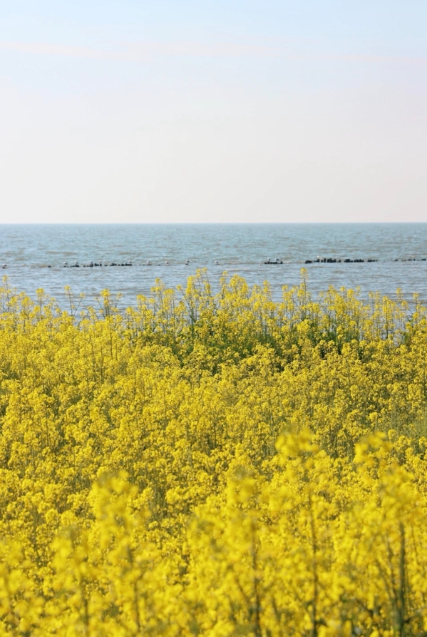 油菜花2 油菜花2