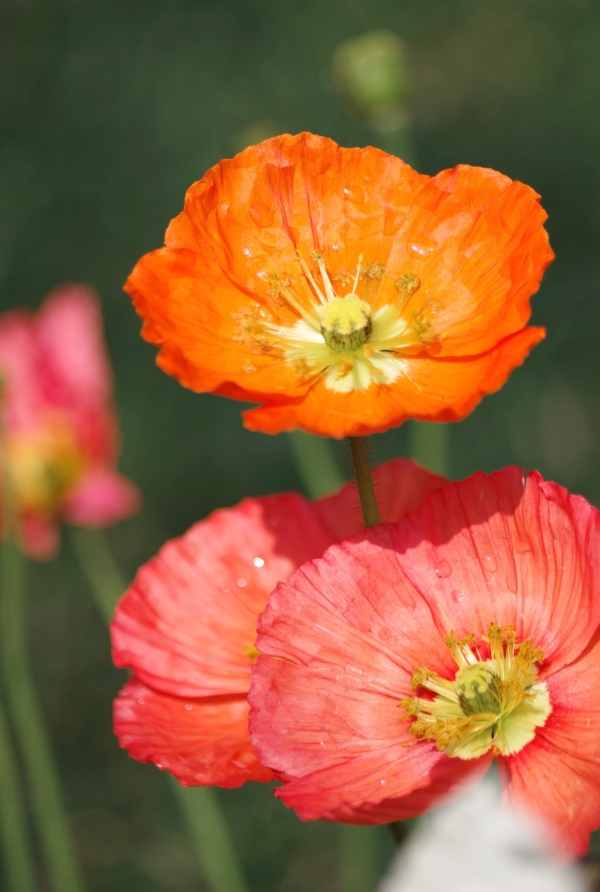 虞美人1 虞美人1