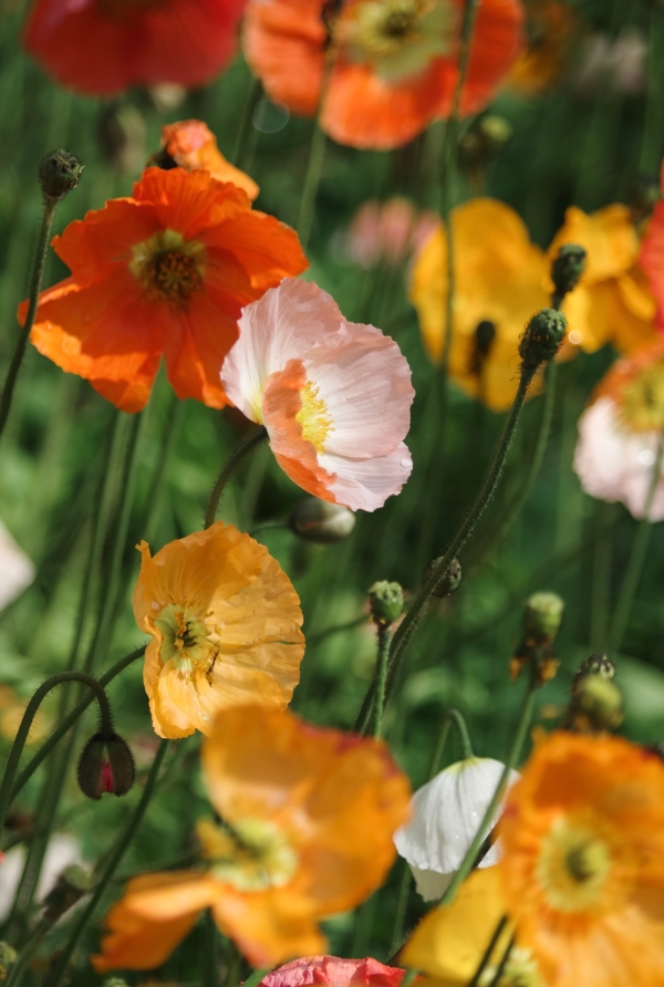 虞美人2 虞美人2