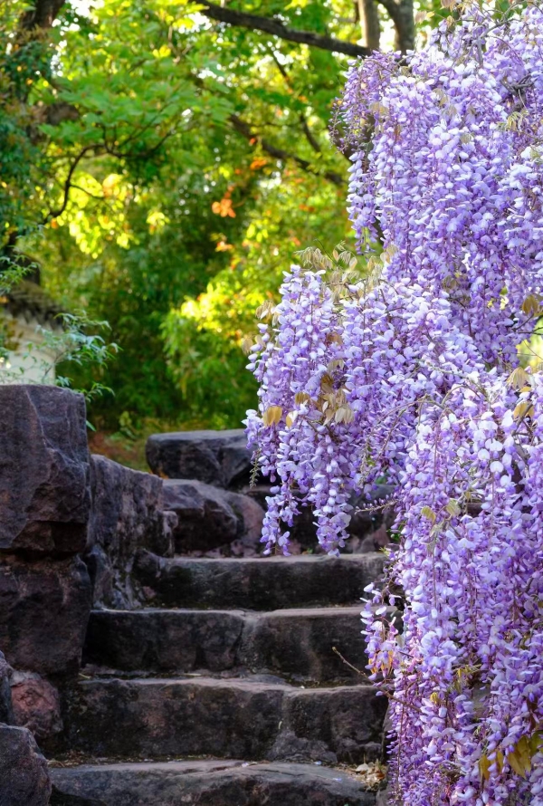 紫藤花1 紫藤花1