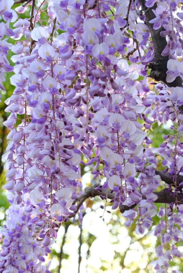 紫藤花2 紫藤花2