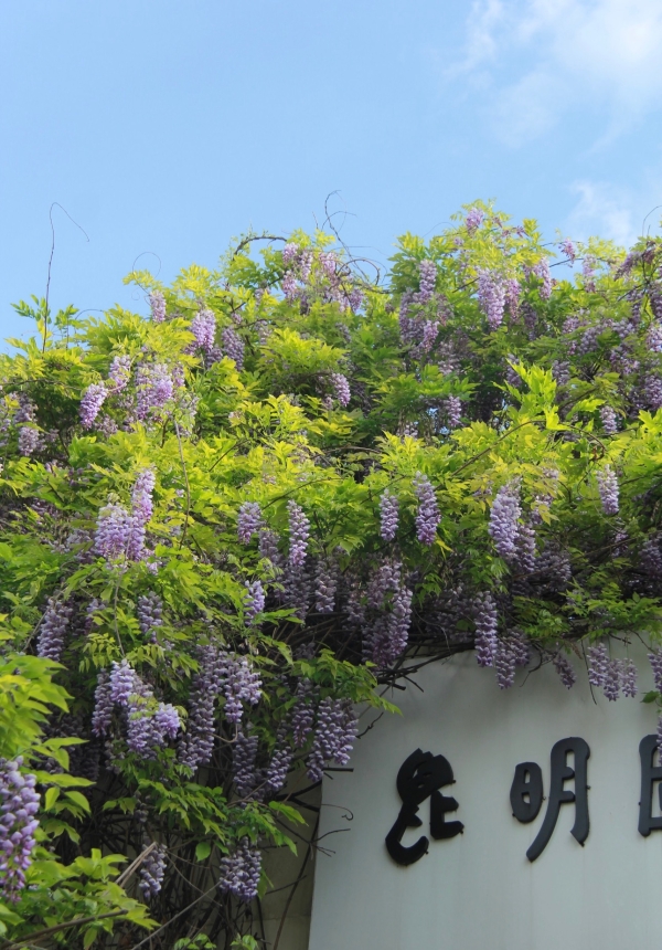 紫藤花3 紫藤花3