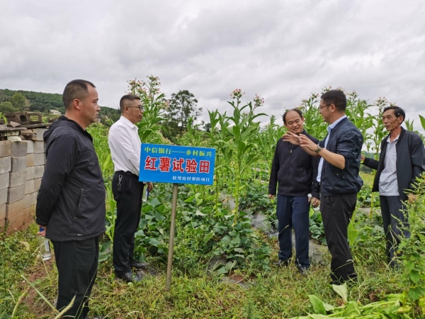 中信银行曲靖分行赴宣威市莺窝村深入开展乡村振兴调研