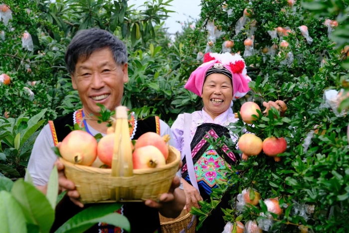 蒙自石榴喜获丰收 资讯频道