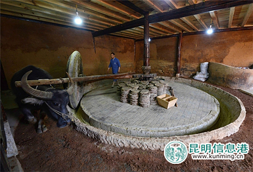 菜籽粉要在大磨盘里用牛拉着磨。昆明日报 记者杜文蕾摄 - 副本 菜籽粉要在大磨盘里用牛拉着磨。昆明日报 记者杜文蕾摄 - 副本